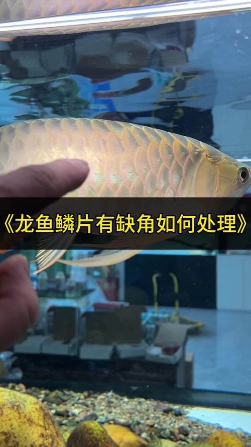 龍魚鱗片發白腐蝕圖片