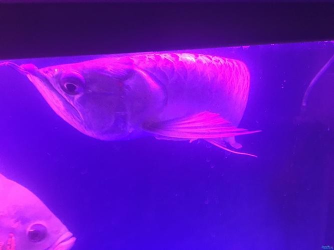 龍魚鱗片發白腐蝕圖片