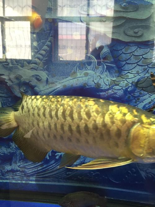 龍魚鱗片發白腐蝕圖片