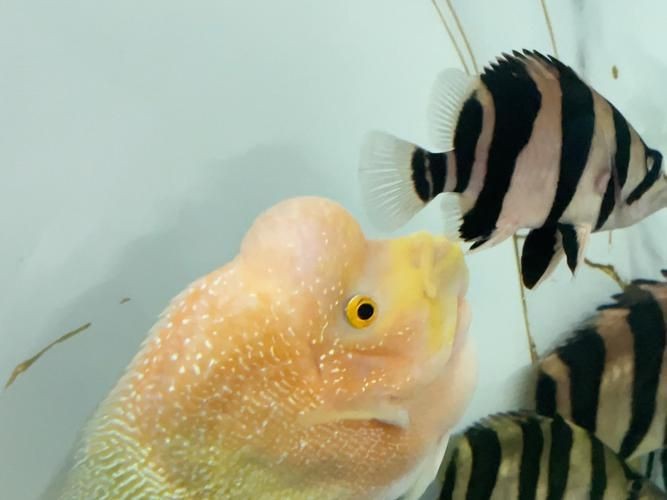 虎紋魚圖片大全