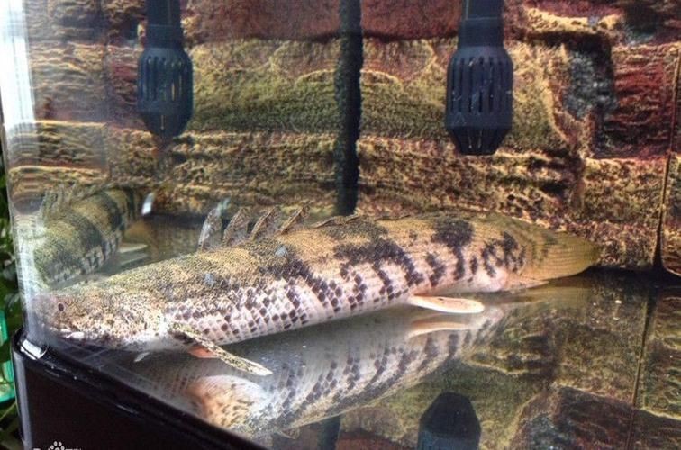 虎紋魚圖片大全