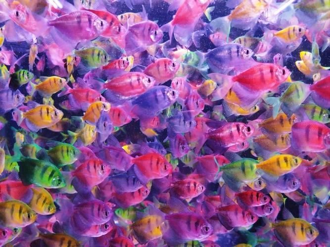 虎紋魚圖片大全
