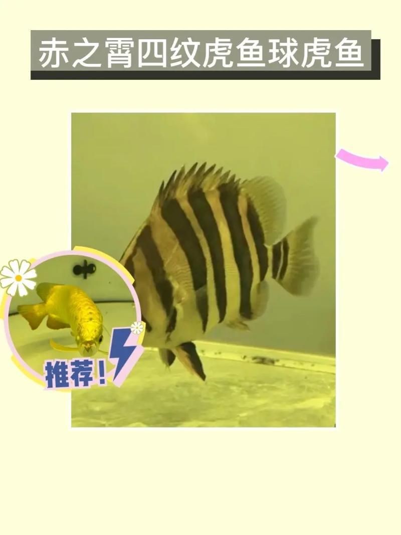 虎紋魚圖片大全