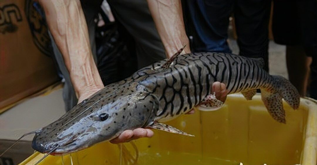 虎紋魚圖片大全