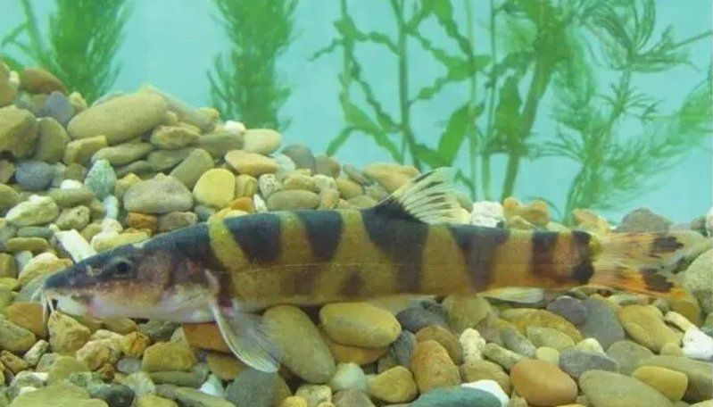 虎紋魚圖片大全