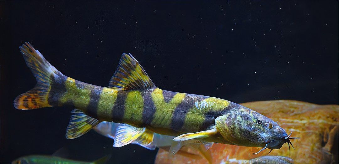虎紋魚圖片大全