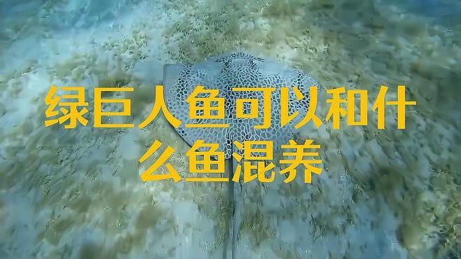 <strong><mark>德州</mark></strong>豹可以和龍魚一起養嗎