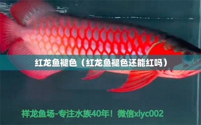 紅龍魚褪色還能紅嗎，紅龍魚褪色原因分析
