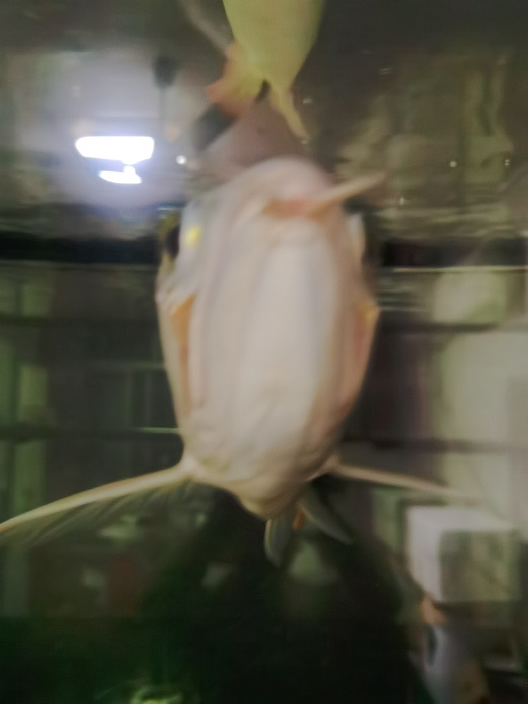 龍魚腮蓋鼓了怎么治療。