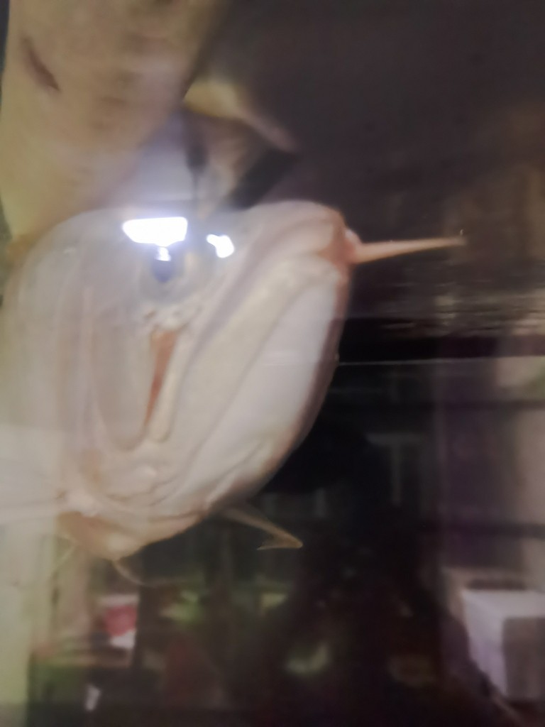 龍魚腮蓋鼓了怎么治療。