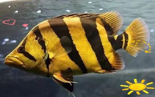 虎魚(yú)比賽的評(píng)審標(biāo)準(zhǔn)是什么？