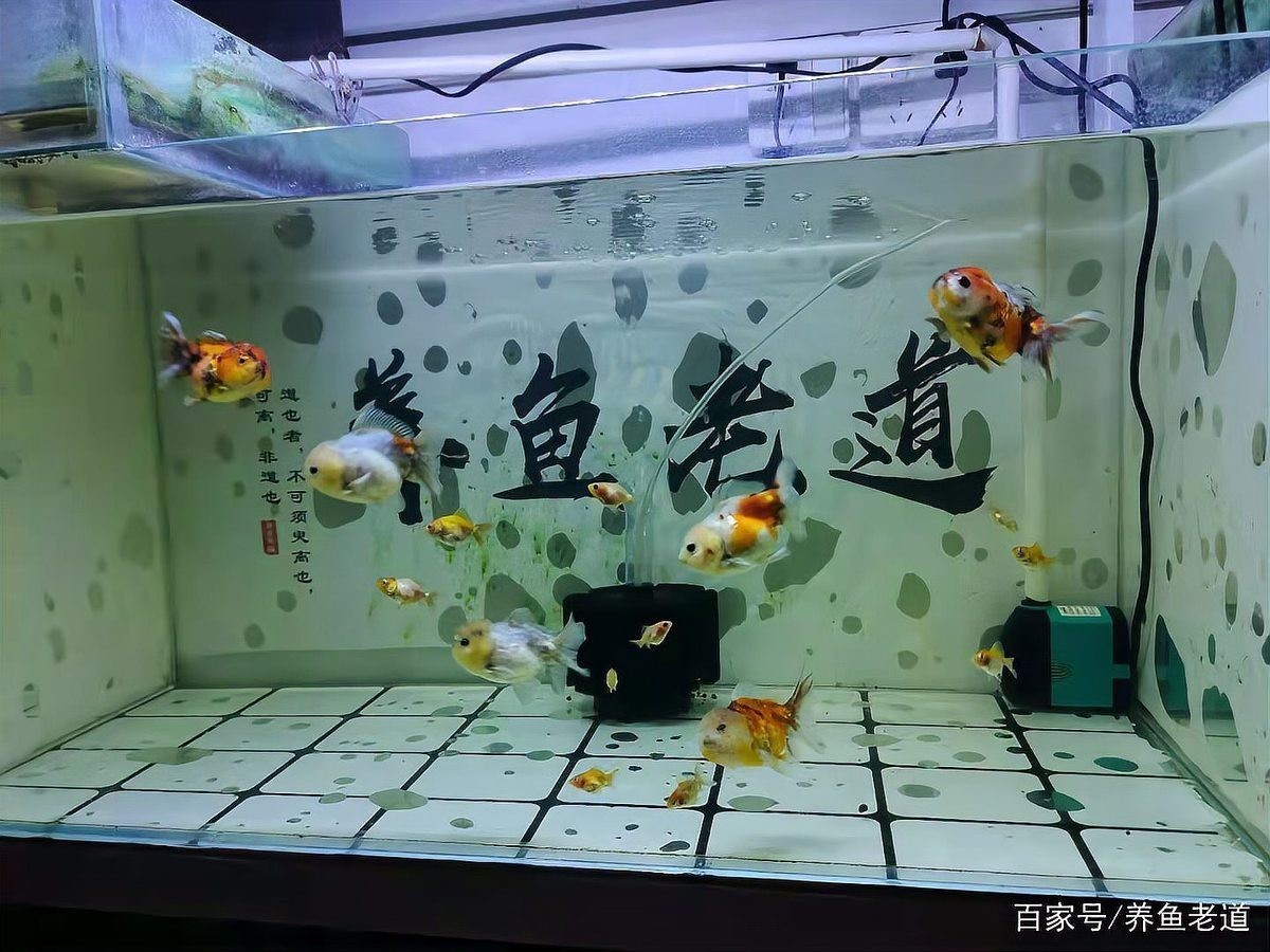 長城杯龍魚水泵是雜牌子嗎