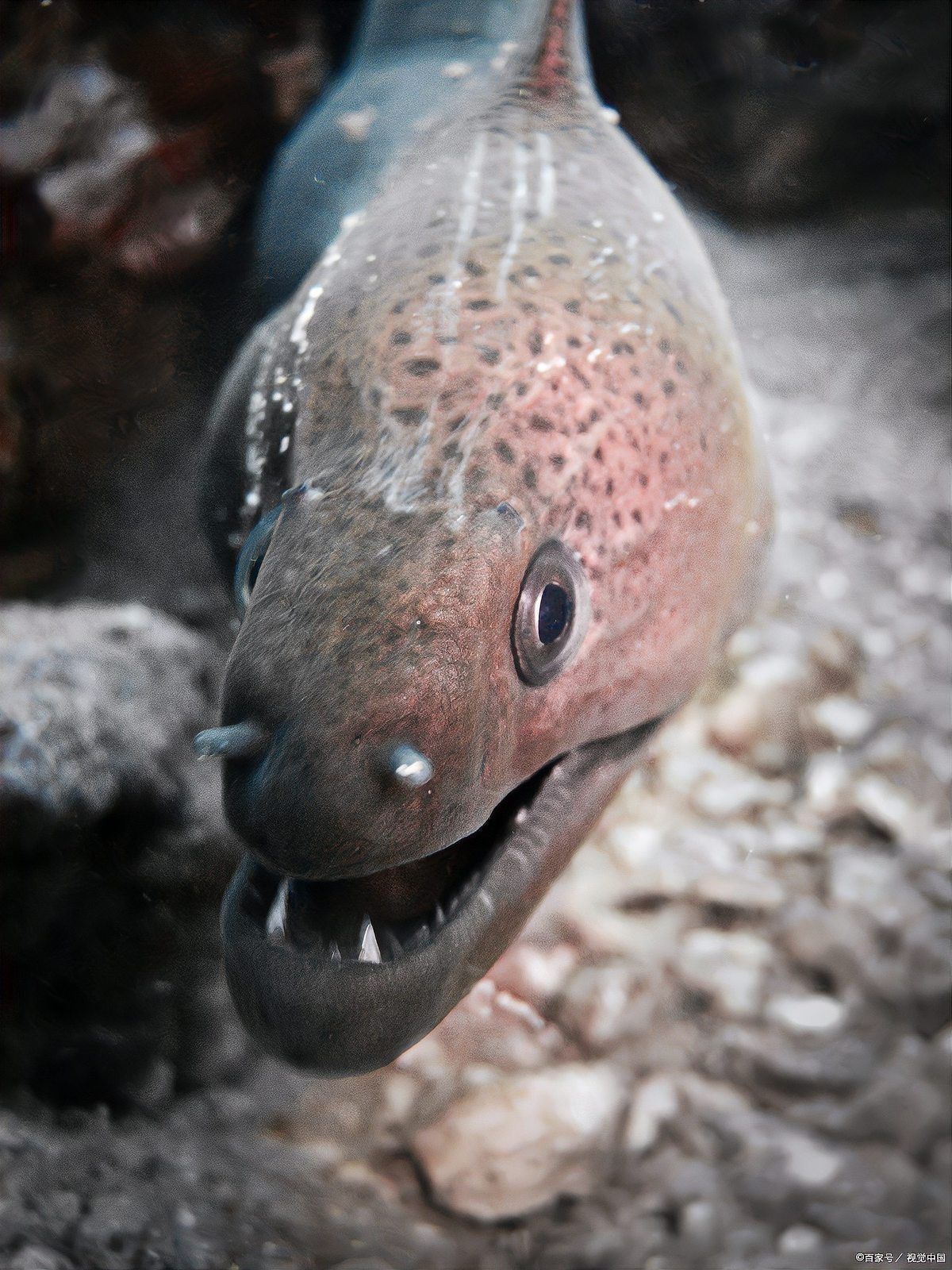 虎紋恐龍王魚怎么養的