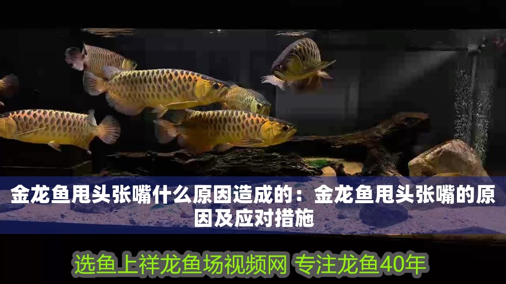 金龍魚甩頭張嘴什么原因造成的：金龍魚甩頭張嘴的原因及應對措施