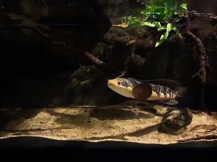 大型龍魚缸造景