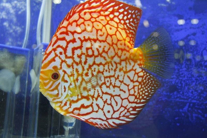 長城杯觀賞魚比賽有哪些組別？