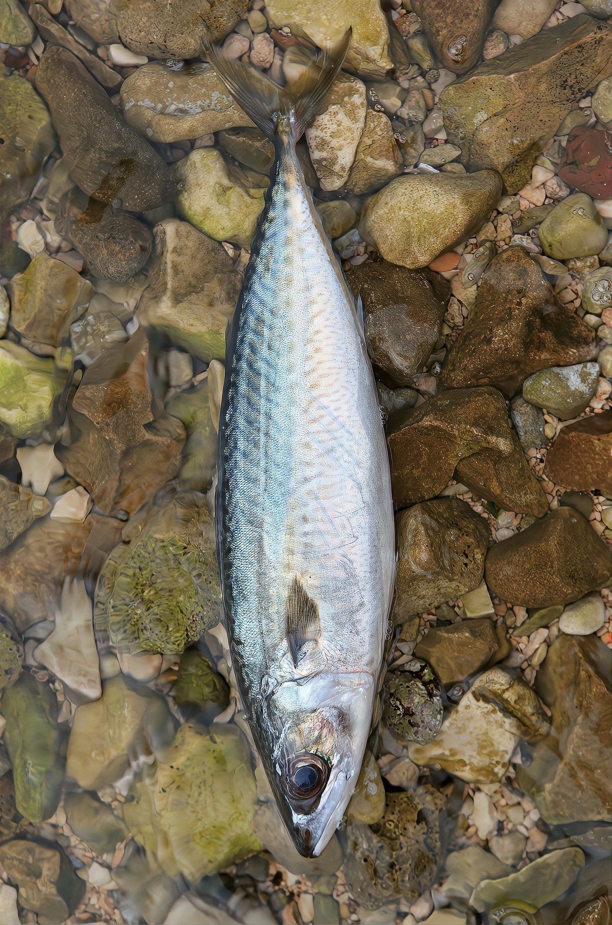 銀龍魚和翹嘴的區別在哪里