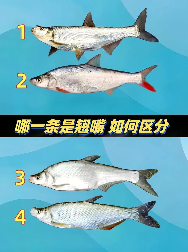 銀龍魚和翹嘴的區別在哪里