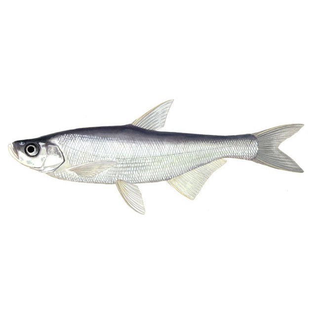 銀龍魚和翹嘴的區別在哪里