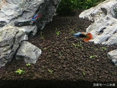魚缸的水發黃怎么辦怎么變清澈了
