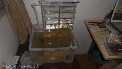 魚缸的水發黃怎么辦怎么變清澈了