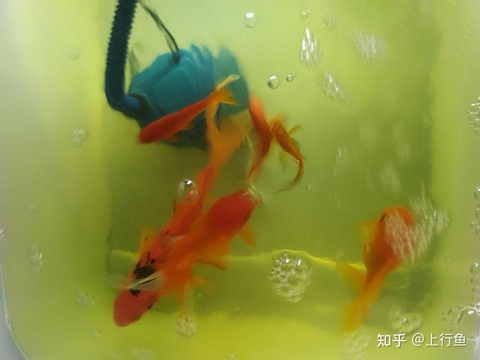魚缸的水發黃怎么辦怎么變清澈了