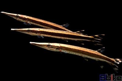 火箭魚和龍魚混養(yǎng)：火箭魚和龍魚可以混養(yǎng)嗎？