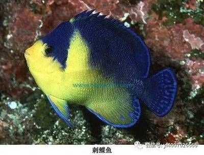火箭魚和龍魚混養(yǎng)：火箭魚和龍魚可以混養(yǎng)嗎？