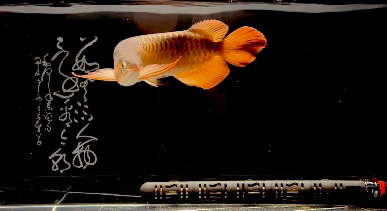 紅魚弄影 游曳心夢之濱