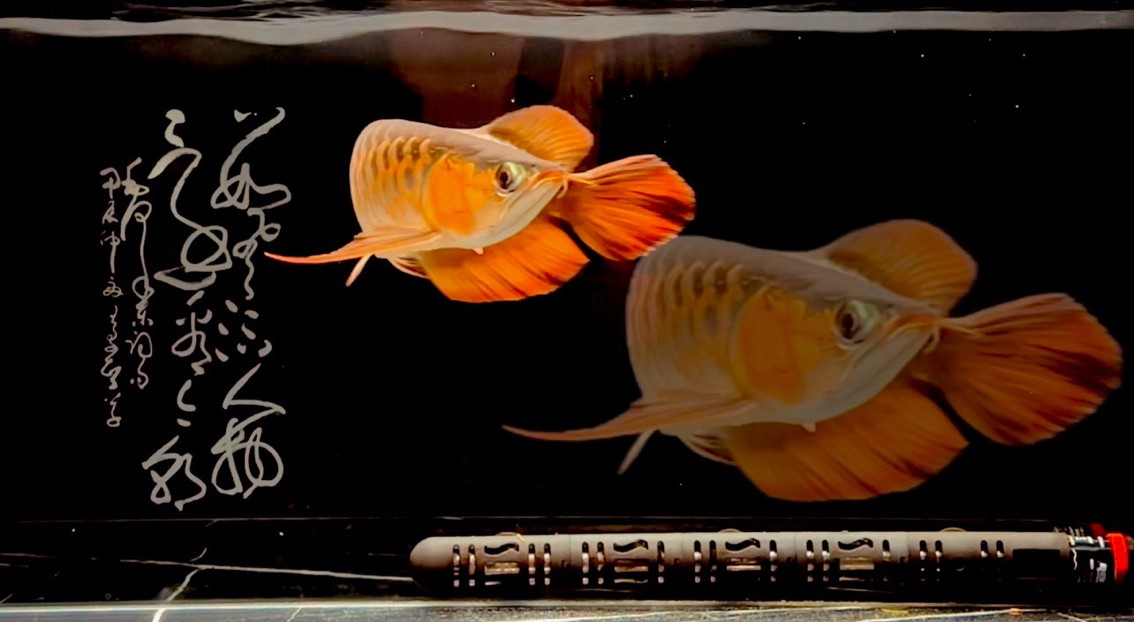 紅魚弄影 游曳心夢之濱