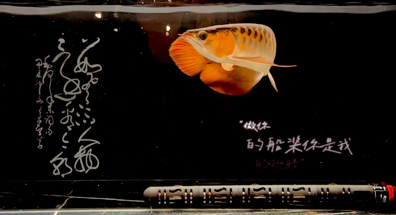 紅魚弄影 游曳心夢之濱