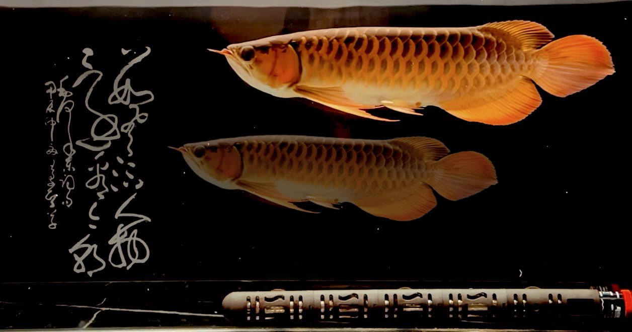 紅魚弄影 游曳心夢之濱