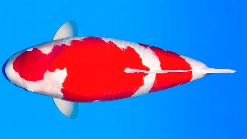 金龍魚冠軍視頻有哪些類型? 2025長(zhǎng)城杯龍魚大賽 第12張 金龍魚冠軍視頻有哪些類型? 金龍魚冠軍視頻有哪些類型? 2025長(zhǎng)城杯龍魚大賽 第12張