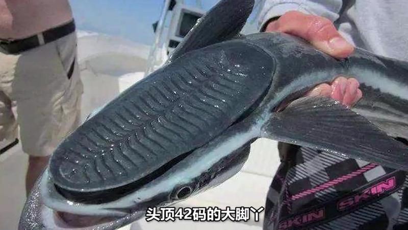 虎鯨會救人嗎