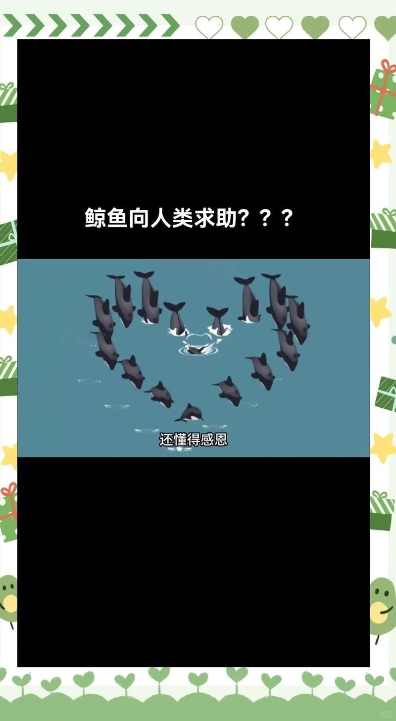 虎鯨會救人嗎