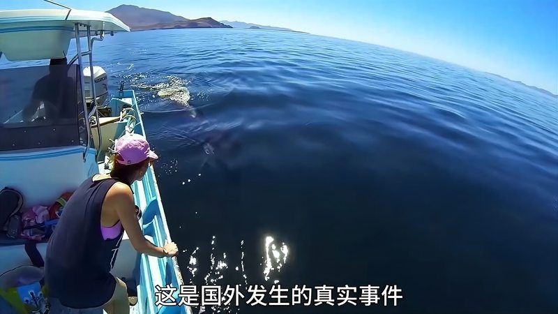 虎鯨會救人嗎