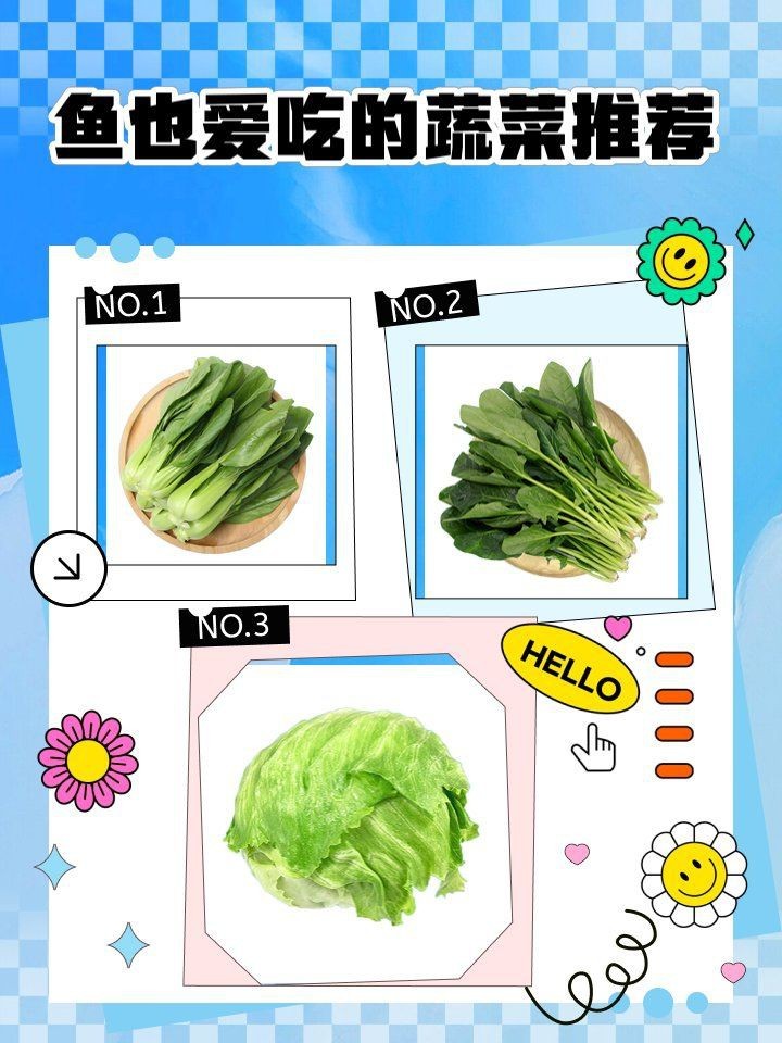 蝴蝶鯉最愛吃的菜