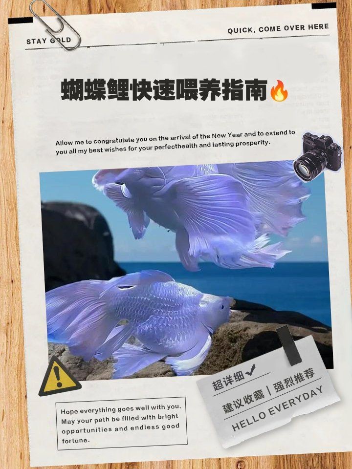 蝴蝶鯉最愛吃的菜
