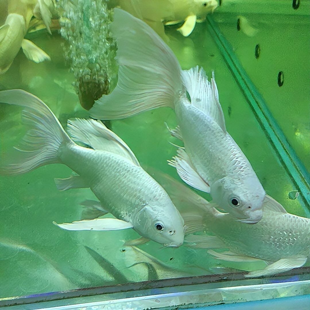 蝴蝶鯉最愛吃的菜