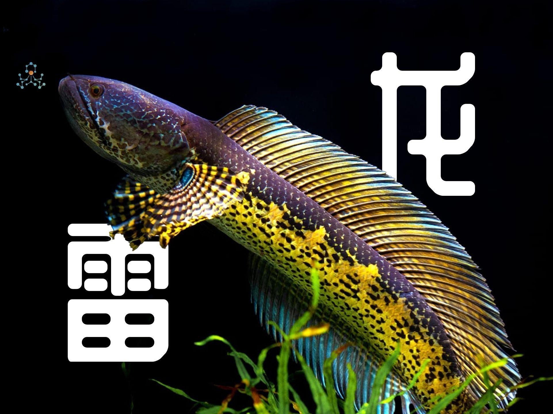 雷龍魚中哪些品種最兇猛？