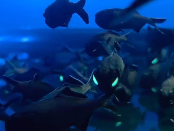 上海水族展2025