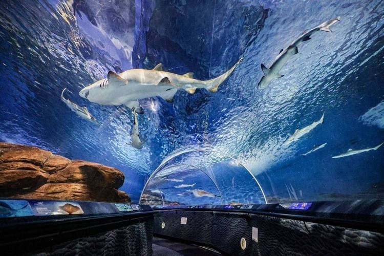 上海水族展2025