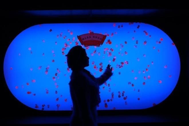 上海水族展2025