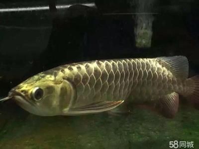 什么樣的紅龍魚最好看又好養(yǎng)的：世界上最好看的紅龍魚品種血紅龍以其鮮艷的紅色調(diào)而聞名