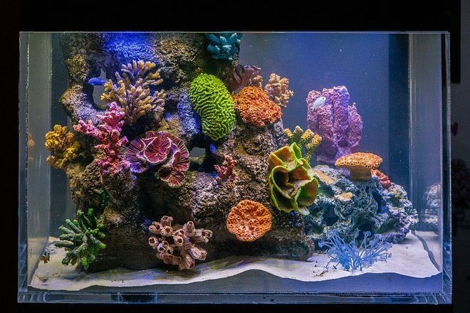 海水魚缸的使用壽命通常與材質、光照、擺放位置等因素有關：海水魚缸使用壽命通常與材質、光照、擺放位置等因素有關