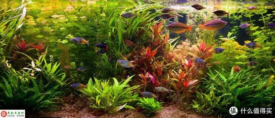 海水魚缸的使用壽命通常與材質、光照、擺放位置等因素有關：海水魚缸使用壽命通常與材質、光照、擺放位置等因素有關