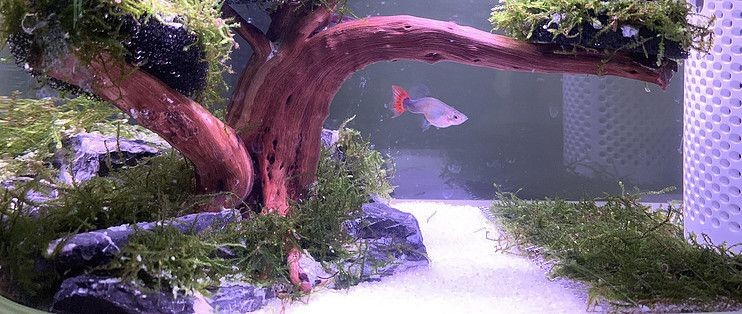 畫法幾何智能魚缸：畫法幾何智能魚缸app用戶評價畫法幾何智能魚缸