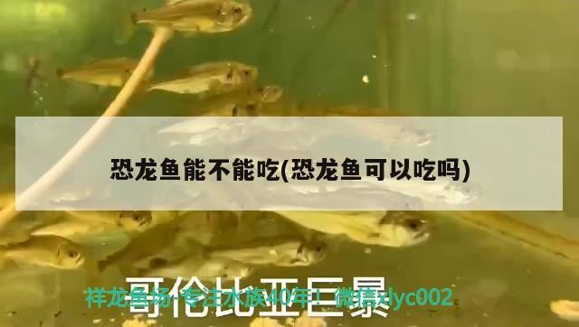 恐龍魚能不能吃(恐龍魚可以吃嗎)