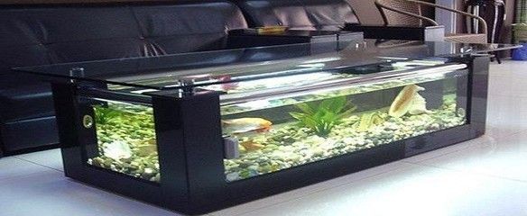 觀海水族魚缸養什么魚好：在觀海水族魚缸中養什么魚好
