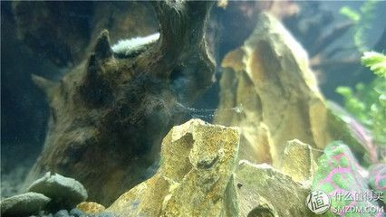 魚缸棉絮狀東西（魚缸中棉絮狀東西的出現可能由多種原因引起）